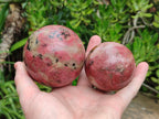 Polished Rhodonite Spheres x 2 From Zimbabwe - Toprock Gemstones and Minerals 