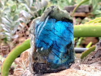 Polished On One Side Labradorite x 6 From Tulear, Madagascar - Toprock Gemstones and Minerals 