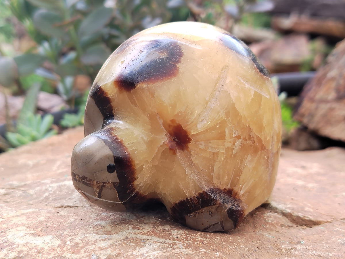 Hand Made Septerye Tortoise Carvings x 4 From Madagascar - Toprock Gemstones and Minerals 