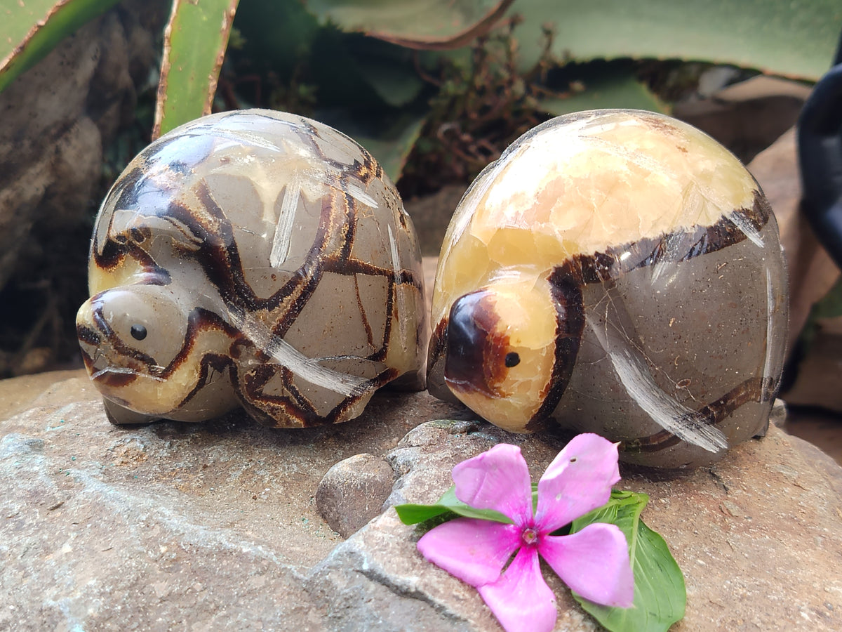 Hand Made Septerye Tortoise Carvings x 4 From Madagascar - Toprock Gemstones and Minerals 