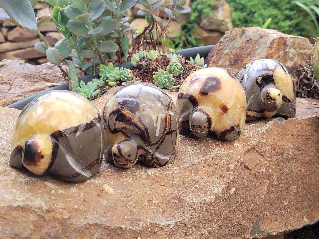 Hand Made Septerye Tortoise Carvings x 4 From Madagascar - Toprock Gemstones and Minerals 