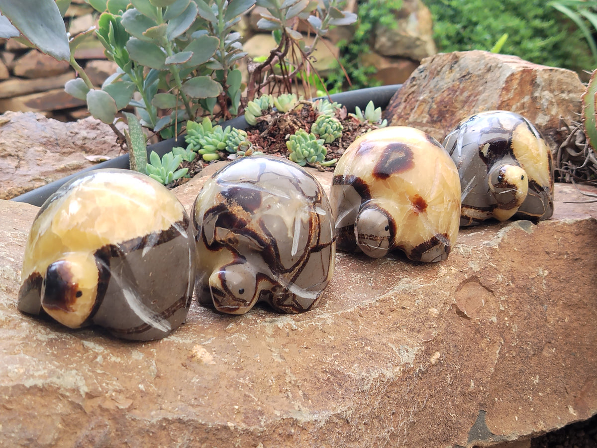 Hand Made Septerye Tortoise Carvings x 4 From Madagascar - Toprock Gemstones and Minerals 