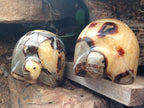 Hand Made Septerye Tortoise Carvings x 4 From Madagascar - Toprock Gemstones and Minerals 