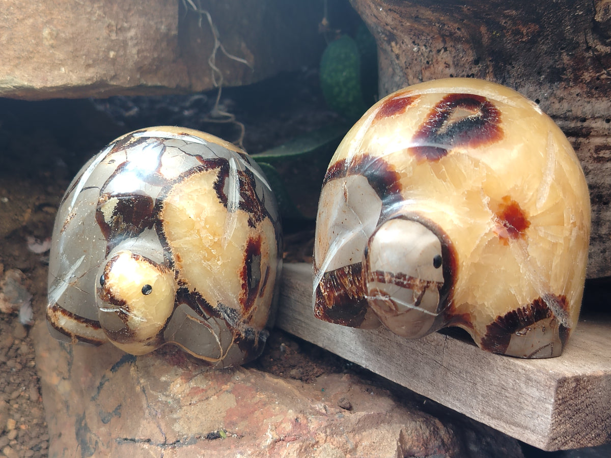 Hand Made Septerye Tortoise Carvings x 4 From Madagascar - Toprock Gemstones and Minerals 