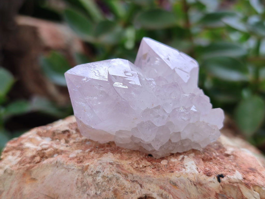Natural Cactus Spirit Quartz Clusters x 12 From Boekenhouthoek, South Africa - Toprock Gemstones and Minerals 