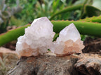 Natural Cactus Spirit Quartz Clusters x 12 From Boekenhouthoek, South Africa - Toprock Gemstones and Minerals 
