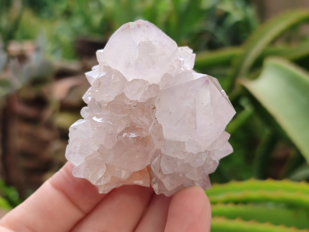 Natural Cactus Spirit Quartz Clusters x 12 From Boekenhouthoek, South Africa - Toprock Gemstones and Minerals 