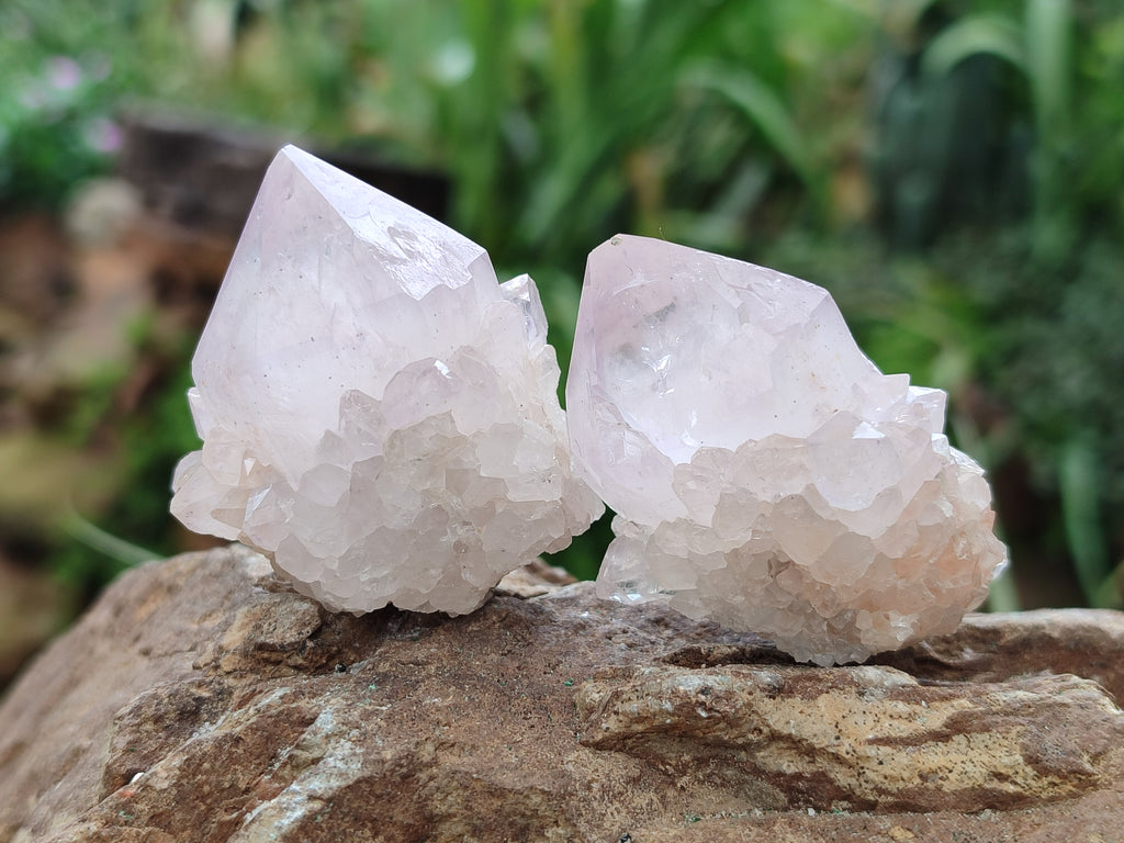 Natural Cactus Spirit Quartz Clusters x 12 From Boekenhouthoek, South Africa - Toprock Gemstones and Minerals 