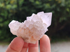Natural Cactus Spirit Quartz Clusters x 12 From Boekenhouthoek, South Africa - Toprock Gemstones and Minerals 