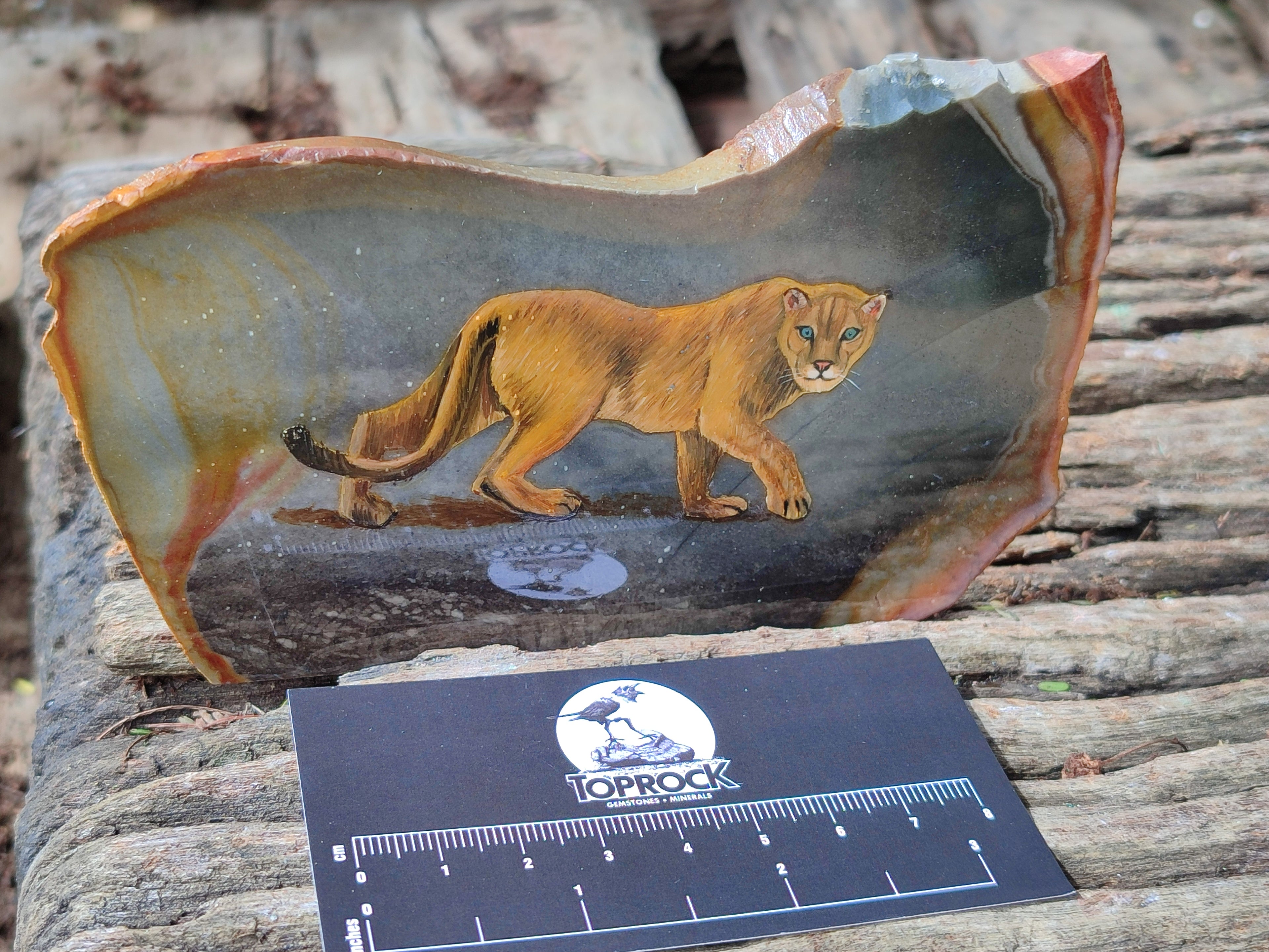 Hand Made Lioness Decoupage Stone Slabs x 3 From Southern Africa - Toprock Gemstones and Minerals 