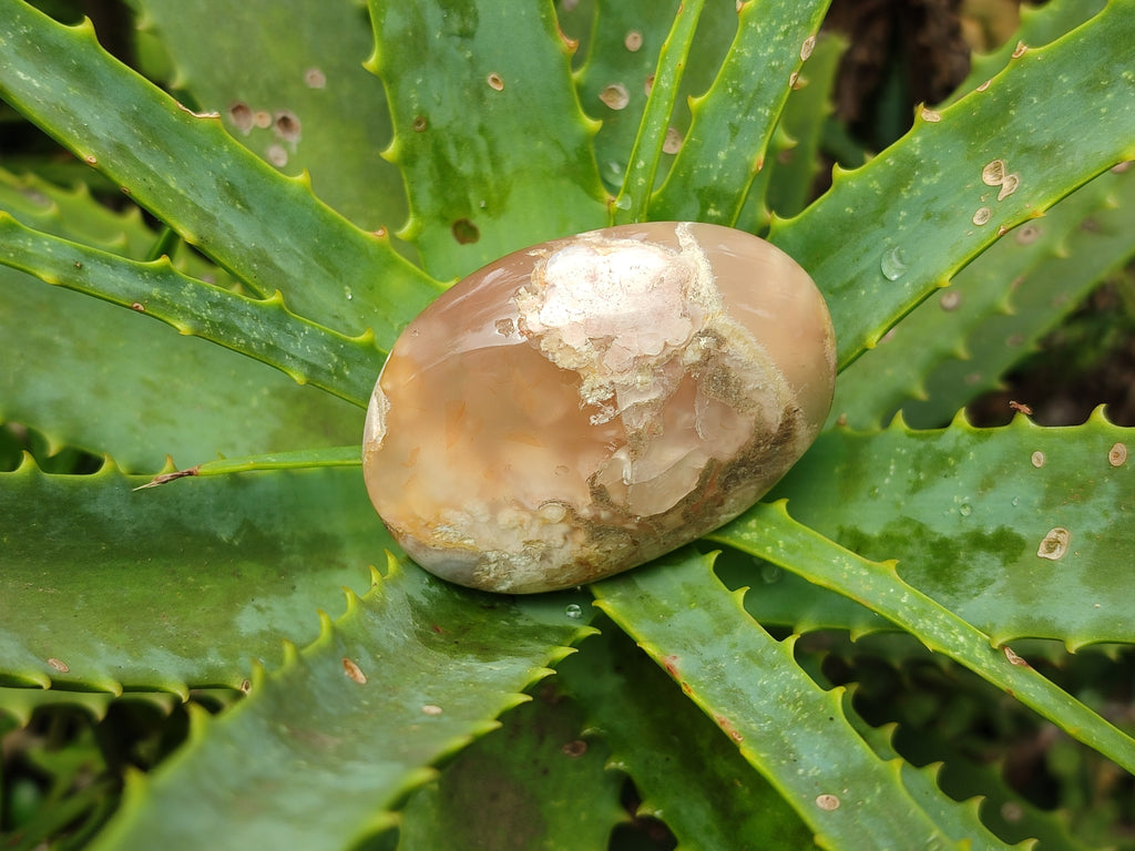 Polished Flower Agate Palm Stones x 12 From Madagascar - Toprock Gemstones and Minerals 