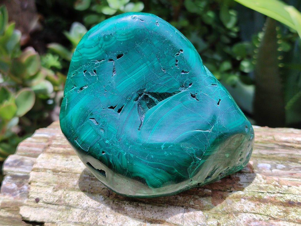 Polished Flower Banded Malachite Free Forms x 2 From Congo - Toprock Gemstones and Minerals 