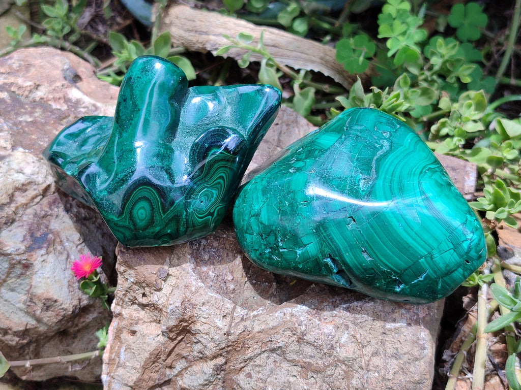 Polished Flower Banded Malachite Free Forms x 2 From Congo - Toprock Gemstones and Minerals 