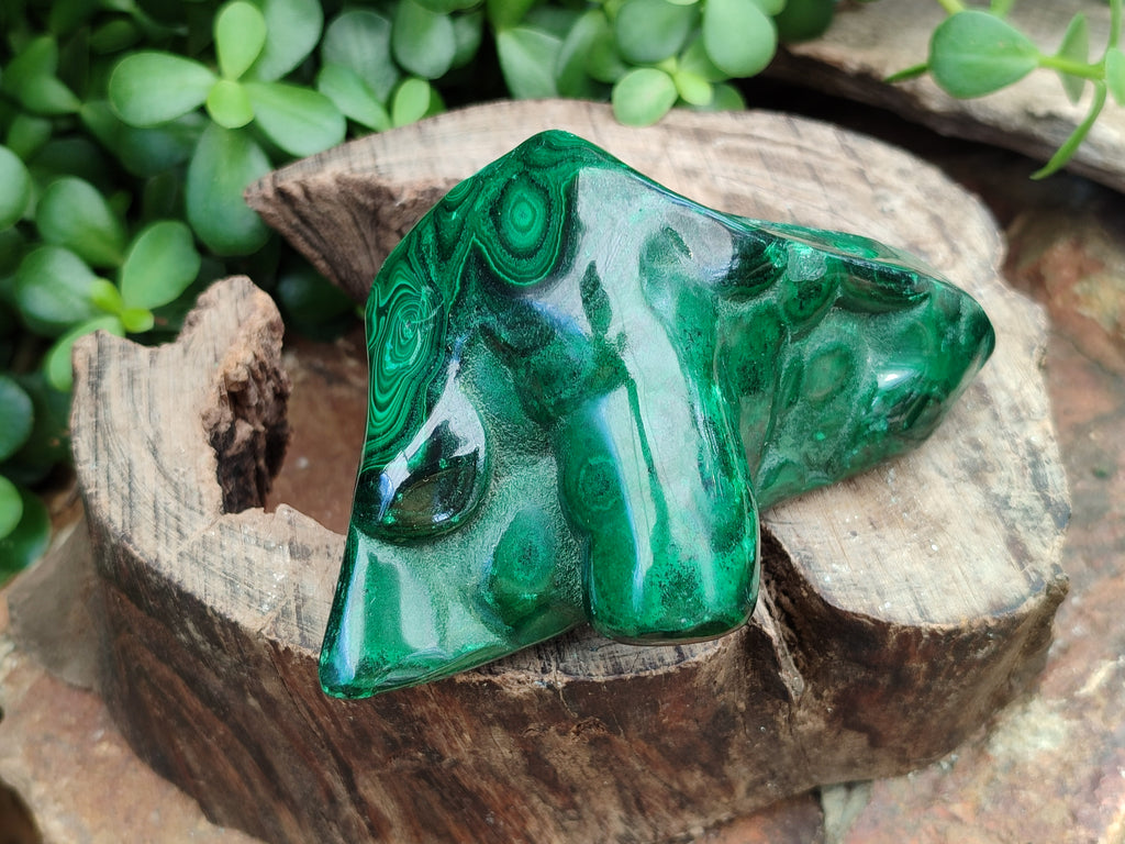 Polished Flower Banded Malachite Free Forms x 2 From Congo - Toprock Gemstones and Minerals 