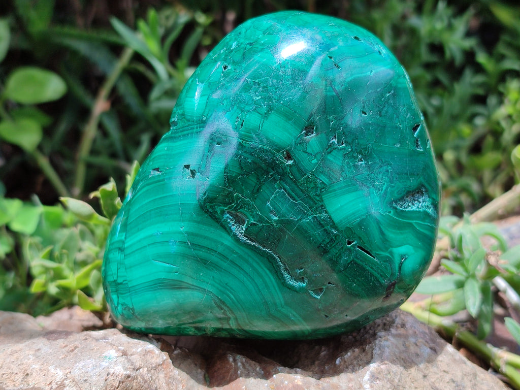 Polished Flower Banded Malachite Free Forms x 2 From Congo - Toprock Gemstones and Minerals 