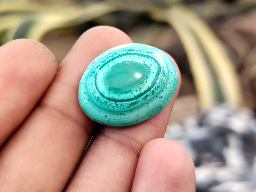 Hand Made Oval Flower Banded Malachite Cabochons - Sold Per Item - From Congo - Toprock Gemstones and Minerals 