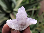 Natural Ametrine Spirit Quartz Clusters x 21 From Boekenhouthoek, South Africa - Toprock Gemstones and Minerals 