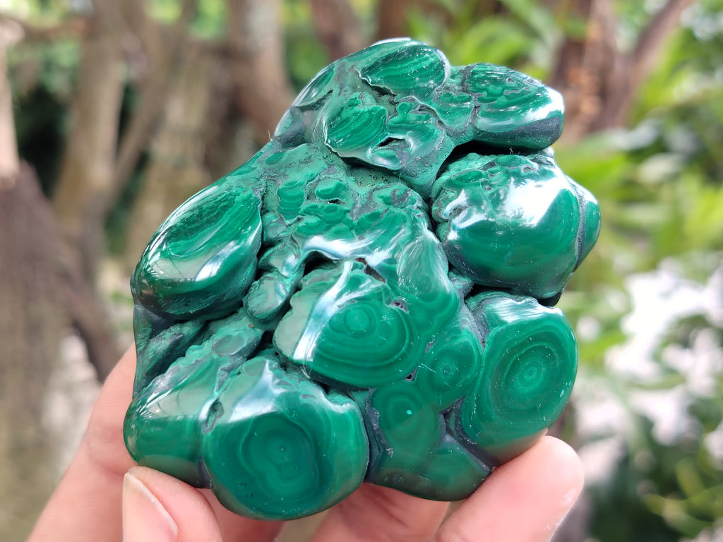 Polished Flower Banded Malachite Free Forms x 6 From Congo - Toprock Gemstones and Minerals 