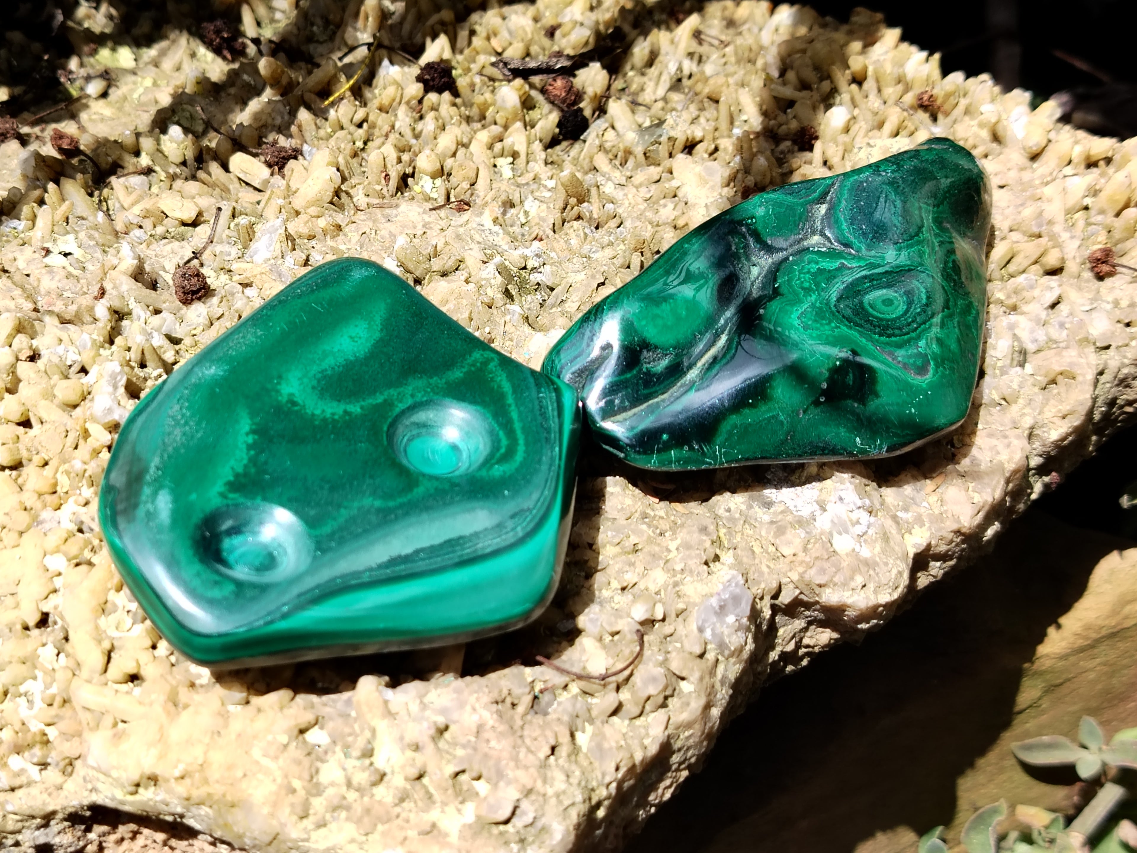 Polished Flower Banded Malachite Free Forms x 6 From Congo - Toprock Gemstones and Minerals 