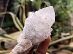 Natural Cactus Spirit Quartz Clusters x 24 From Boekenhouthoek, South Africa - Toprock Gemstones and Minerals 