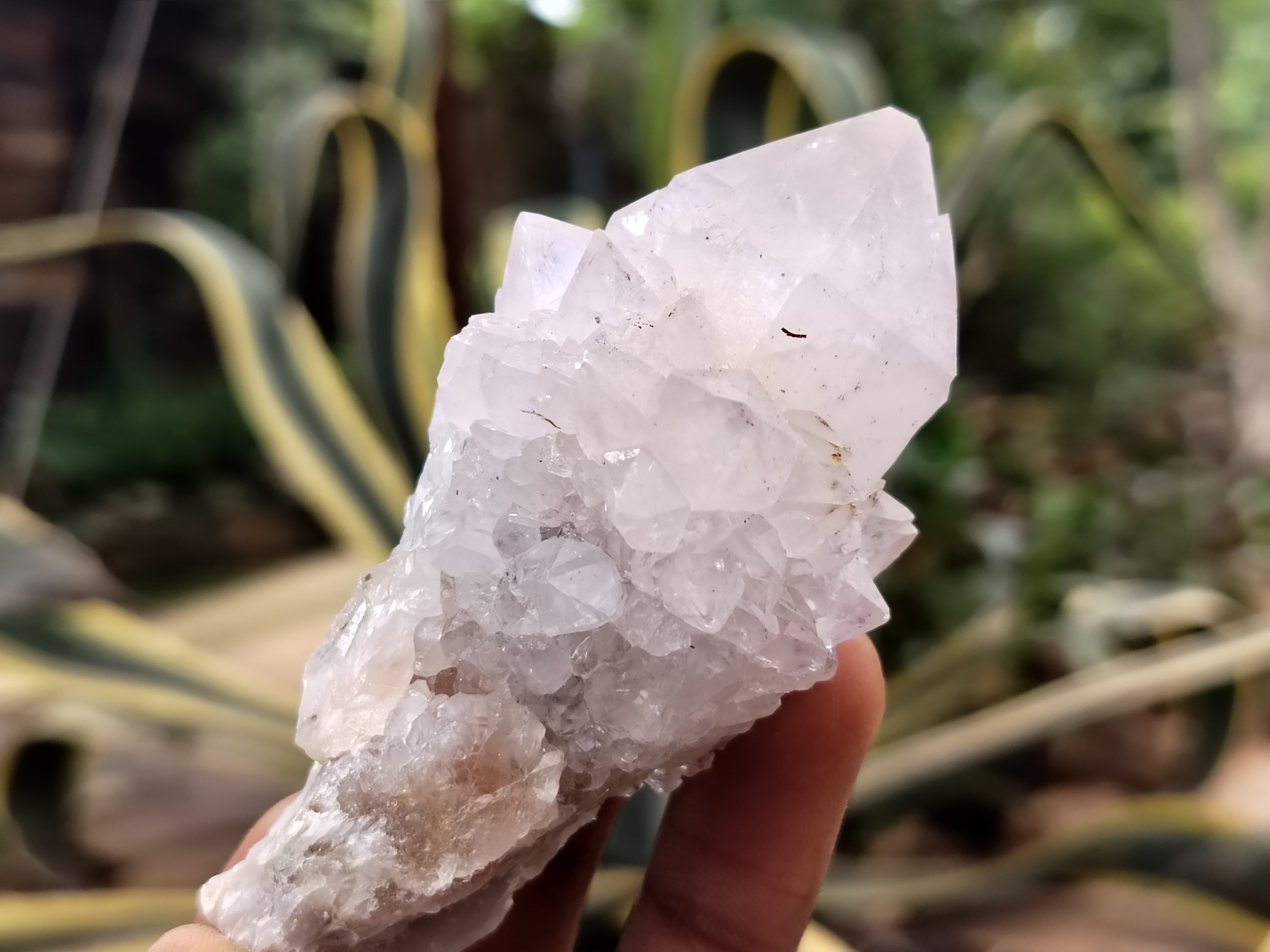 Natural Cactus Spirit Quartz Clusters x 24 From Boekenhouthoek, South Africa - Toprock Gemstones and Minerals 