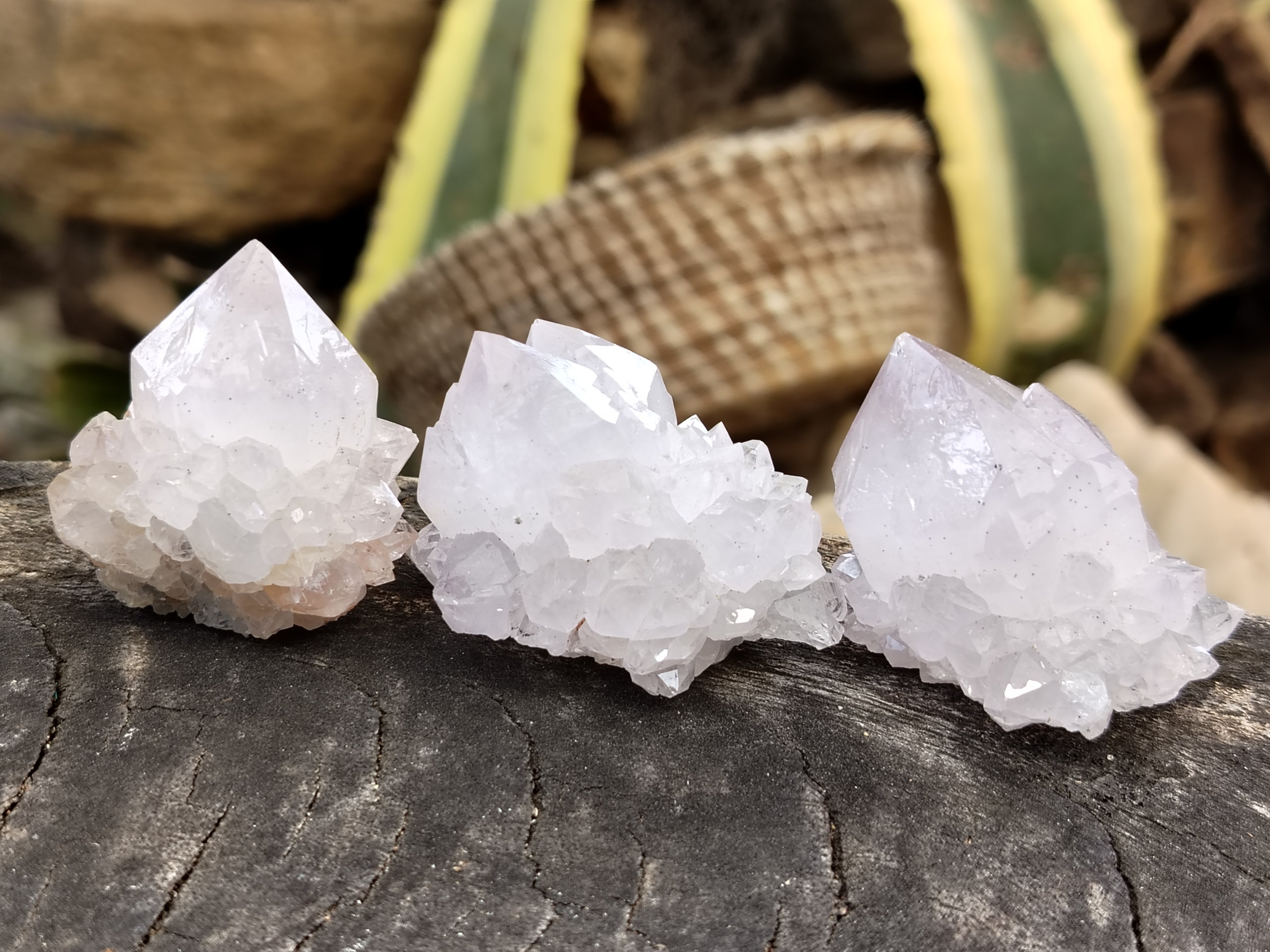 Natural Cactus Spirit Quartz Clusters x 24 From Boekenhouthoek, South Africa - Toprock Gemstones and Minerals 