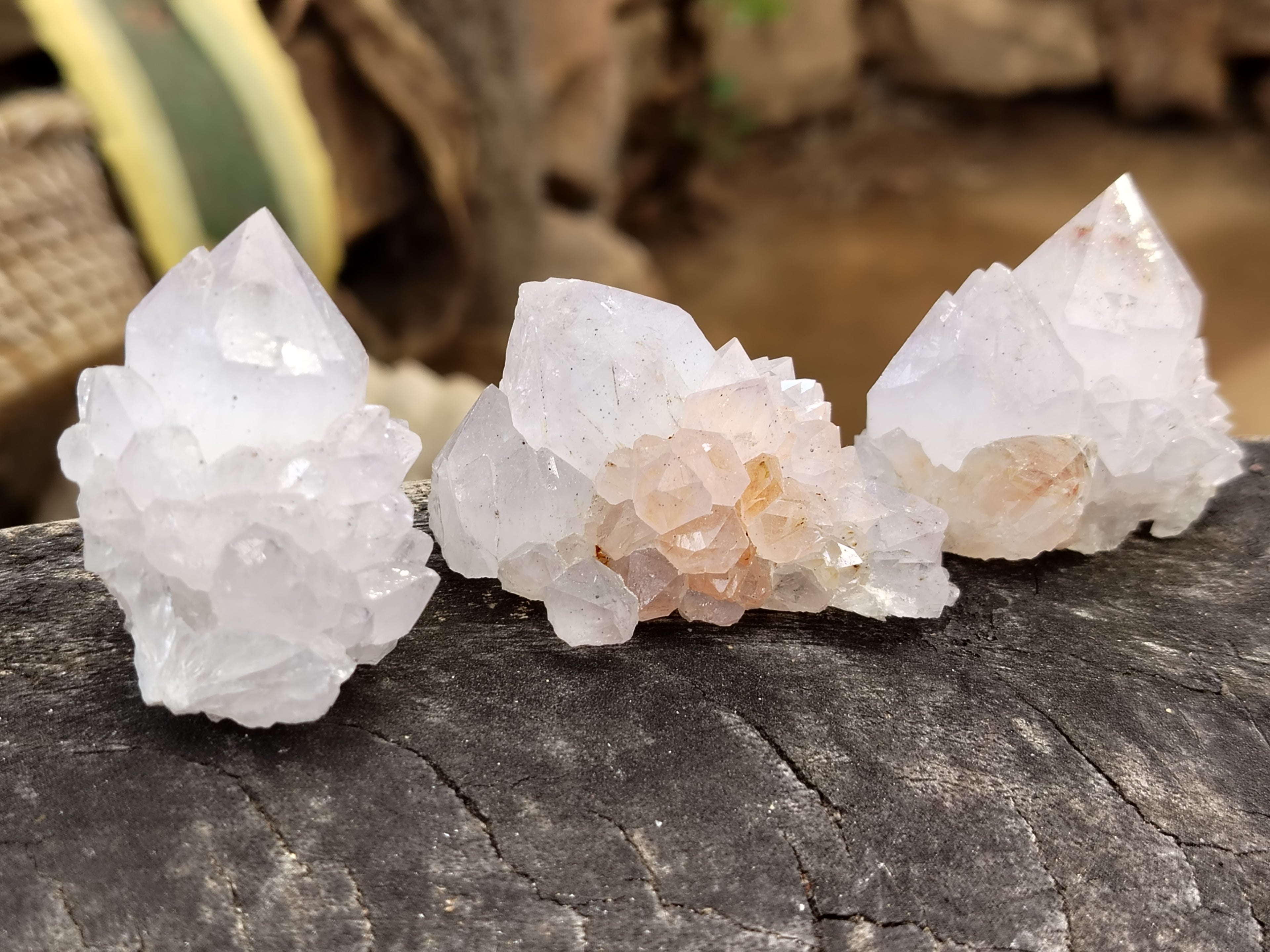 Natural Cactus Spirit Quartz Clusters x 24 From Boekenhouthoek, South Africa - Toprock Gemstones and Minerals 