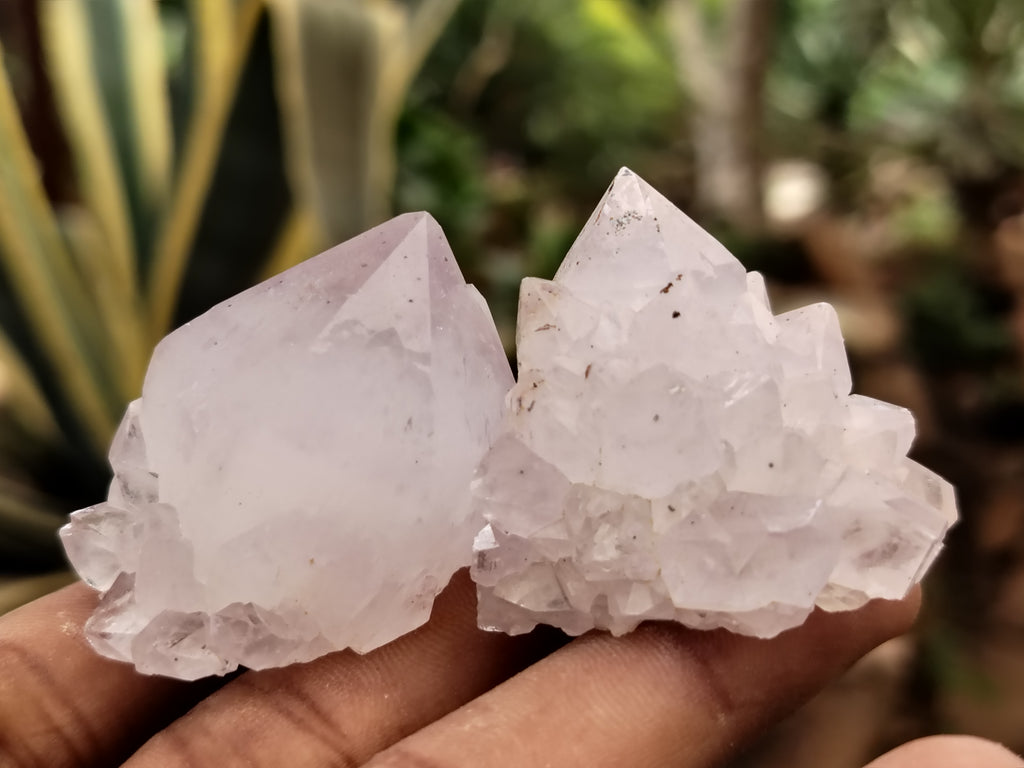 Natural Cactus Spirit Quartz Clusters x 24 From Boekenhouthoek, South Africa - Toprock Gemstones and Minerals 