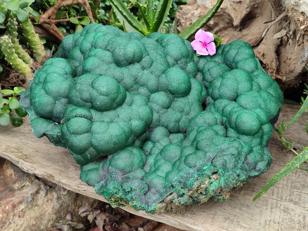 Natural Botryoidal Malachite Specimen x 1 From Congo - Toprock Gemstones and Minerals 
