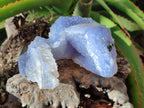 Natural Etched Blue Chalcedony Specimens x 2 From Nsanje, Malawi - Toprock Gemstones and Minerals 