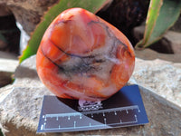 Polished Carnelian Standing Free Forms x 6 From Madagascar - Toprock Gemstones and Minerals 