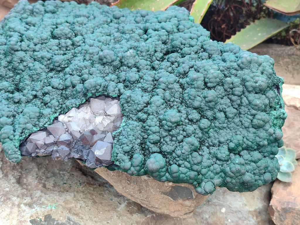 Natural Botryoidal Malachite on Smokey Quartz Plate x 1 From Tenke Fungurume, Congo - Toprock Gemstones and Minerals 
