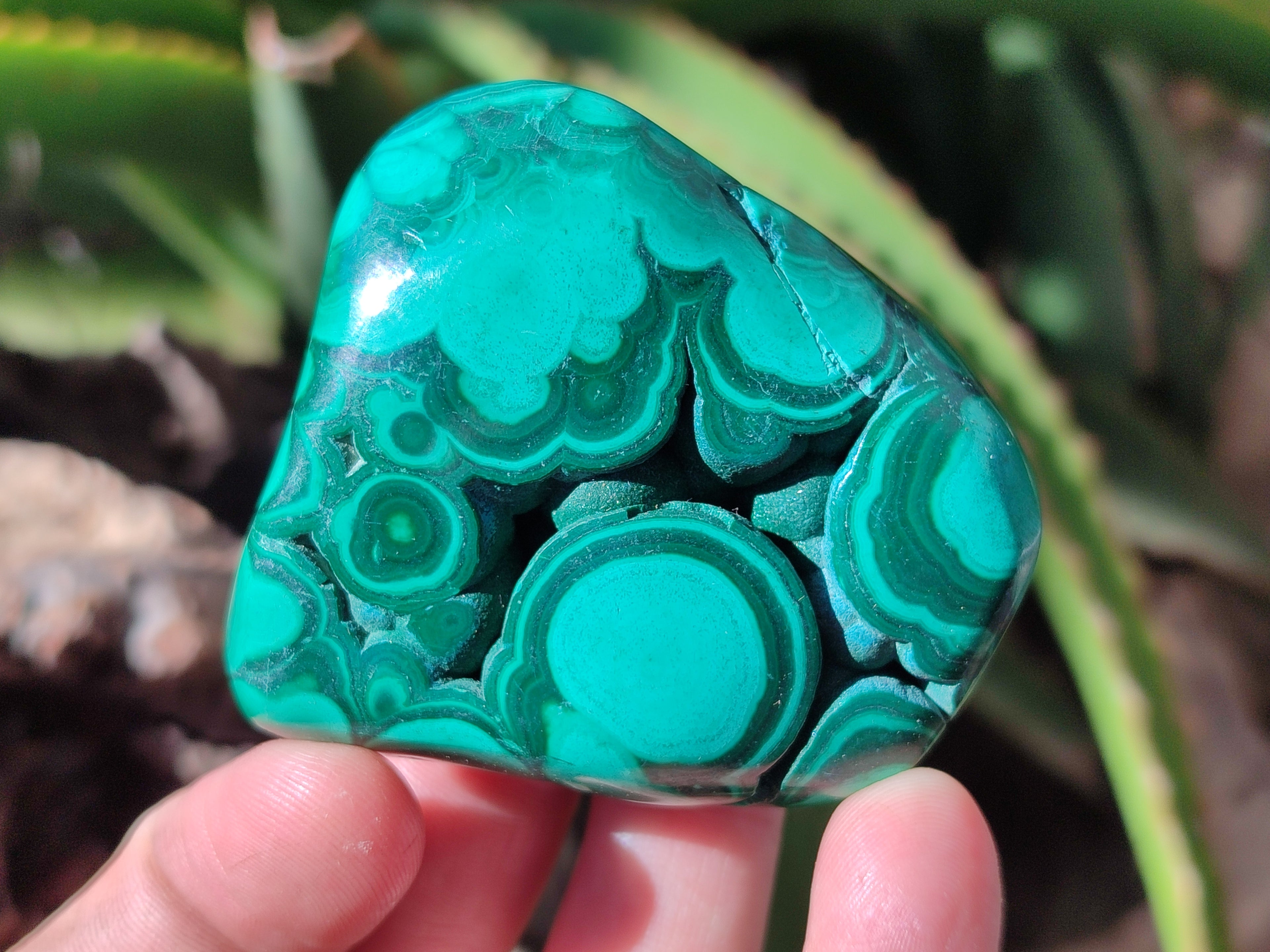 Polished Flower Banded Malachite Free Forms x 6 From Congo - Toprock Gemstones and Minerals 