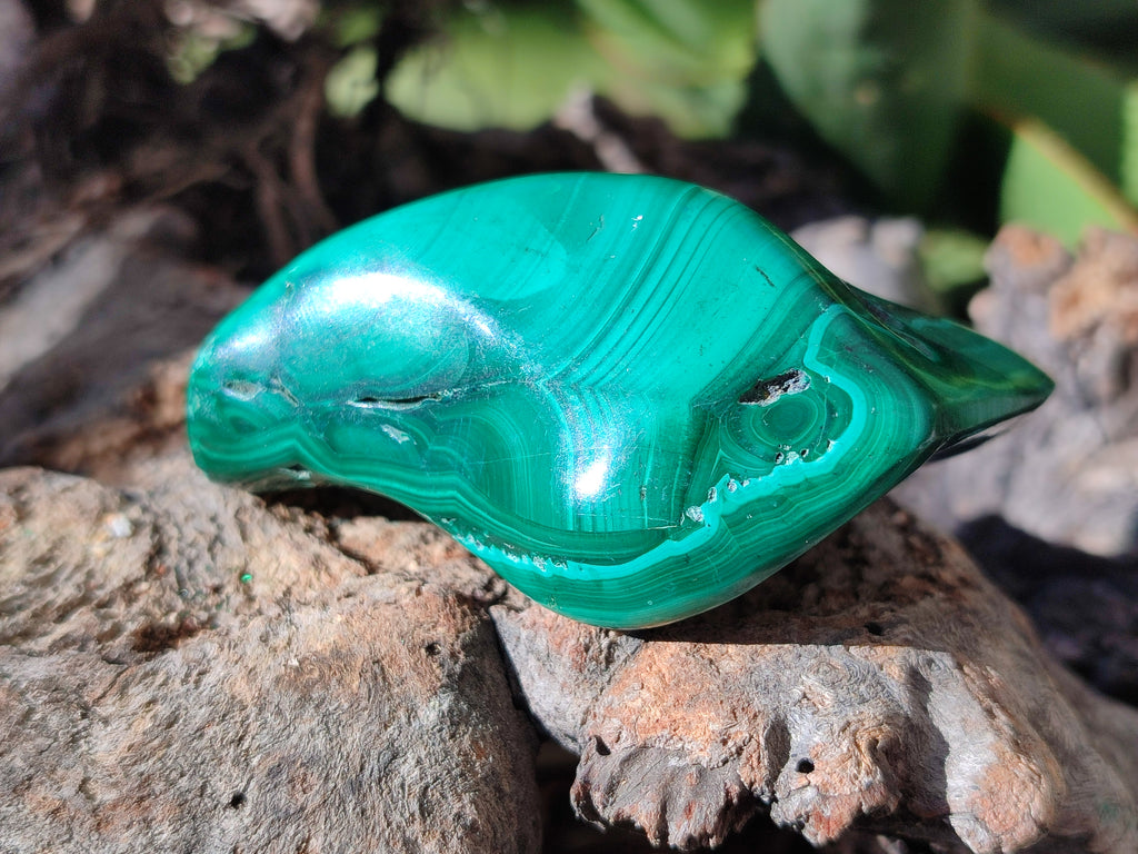 Polished Flower Banded Malachite Free Forms x 6 From Congo - Toprock Gemstones and Minerals 