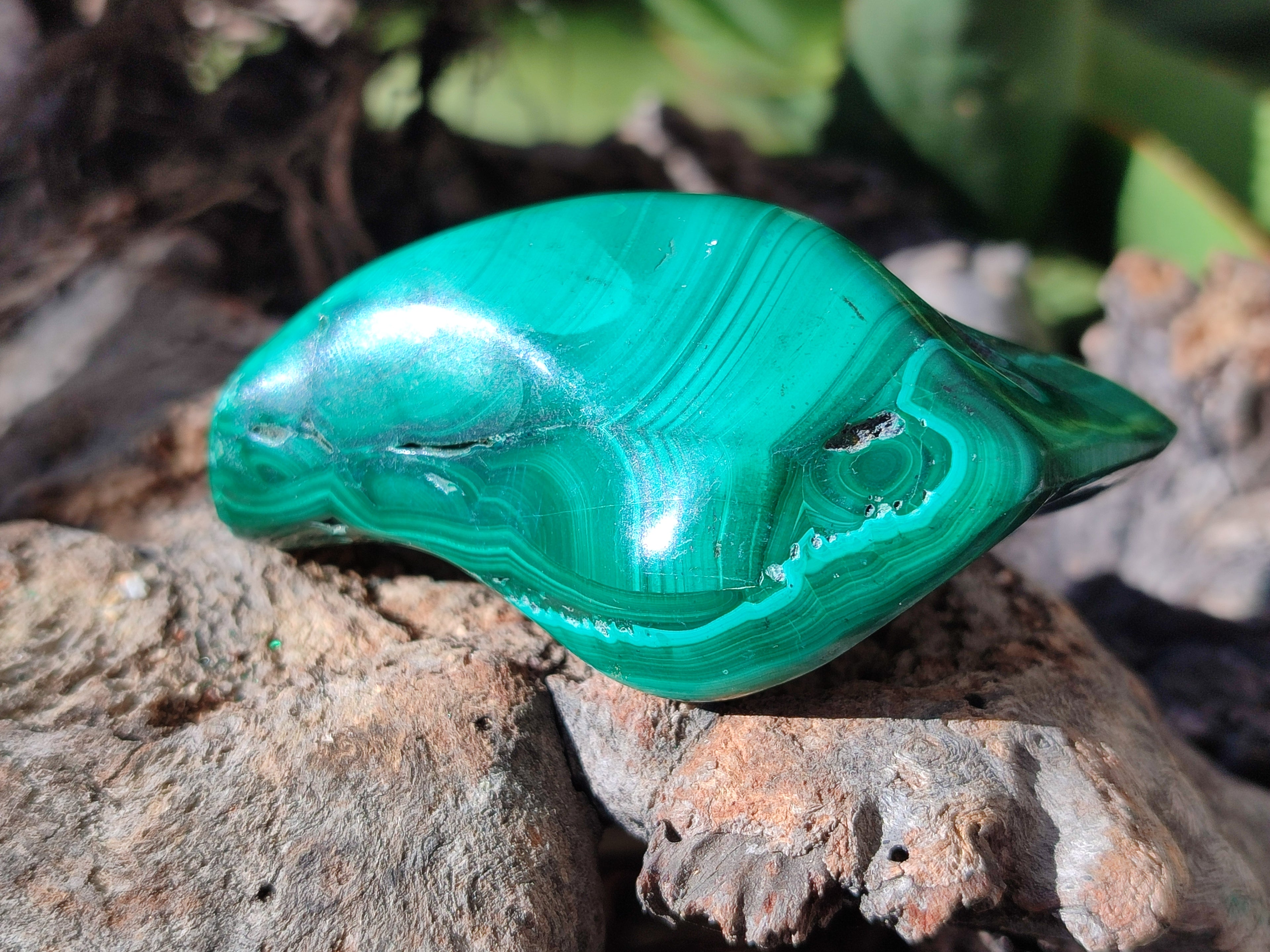 Polished Flower Banded Malachite Free Forms x 6 From Congo - Toprock Gemstones and Minerals 