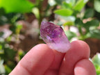 Natural Royal Zulu Amethyst Crystals x 79 from KwaZulu Natal, South Africa - Toprock Gemstones and Minerals 