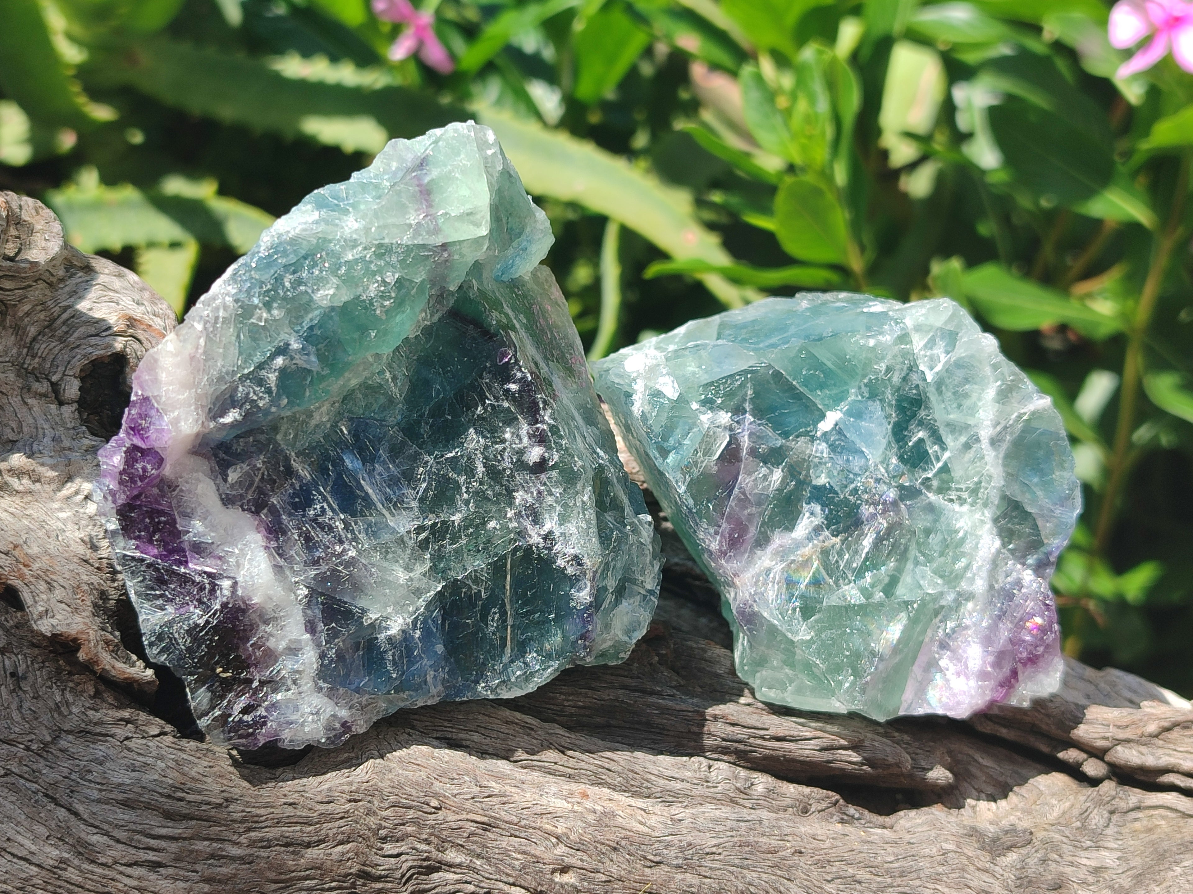 Natural Watermelon Fluorite Cobbed Specimens x 12 From Uis, Namibia - Toprock Gemstones and Minerals 