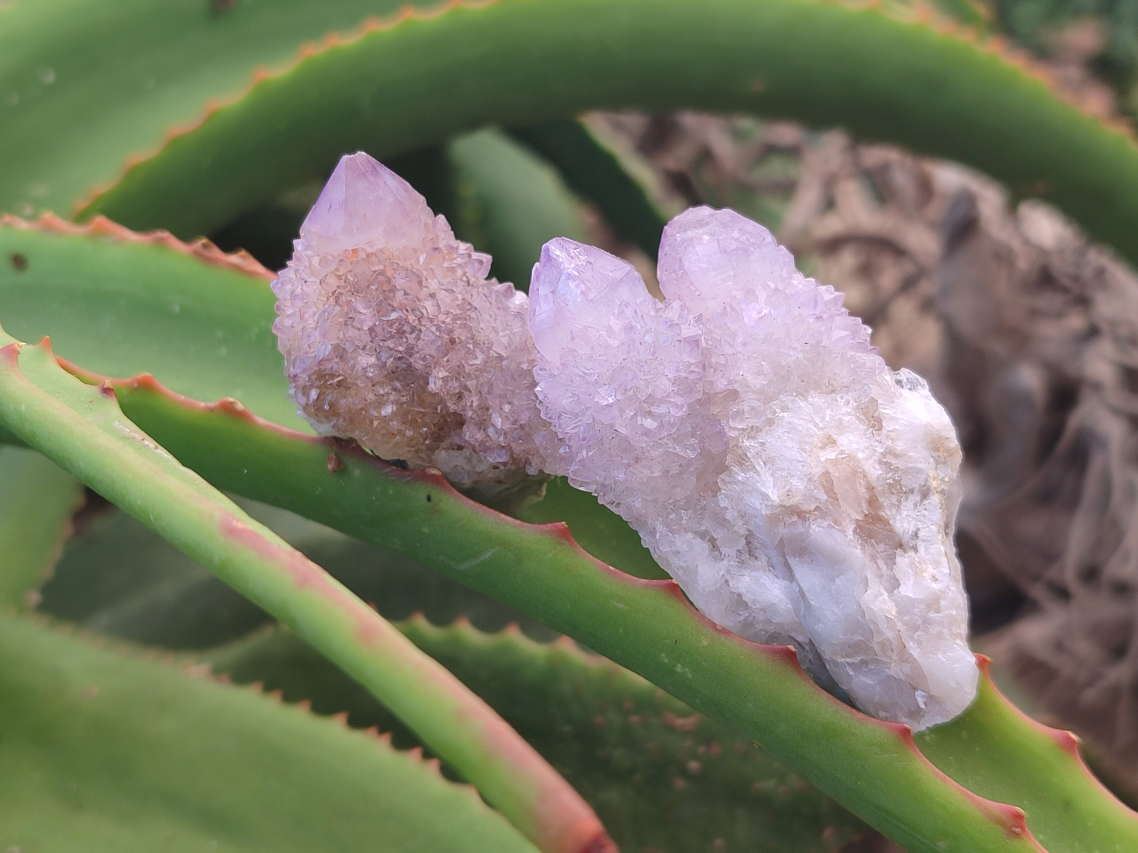 Natural Amethyst Spirit Quartz Clusters x 21 From Boekenhouthoek, South Africa - Toprock Gemstones and Minerals 