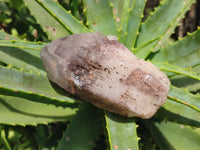 Polished Hematoid Quartz Crystals x 7 From Zimbabwe - Toprock Gemstones and Minerals 