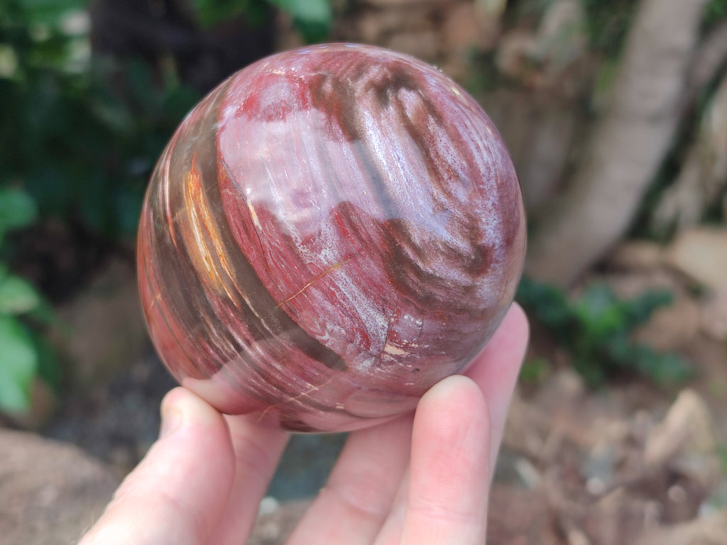 Polished Podocarpus Petrified Wood Eggs x 2 From Mahajanga, Madagascar - Toprock Gemstones and Minerals 