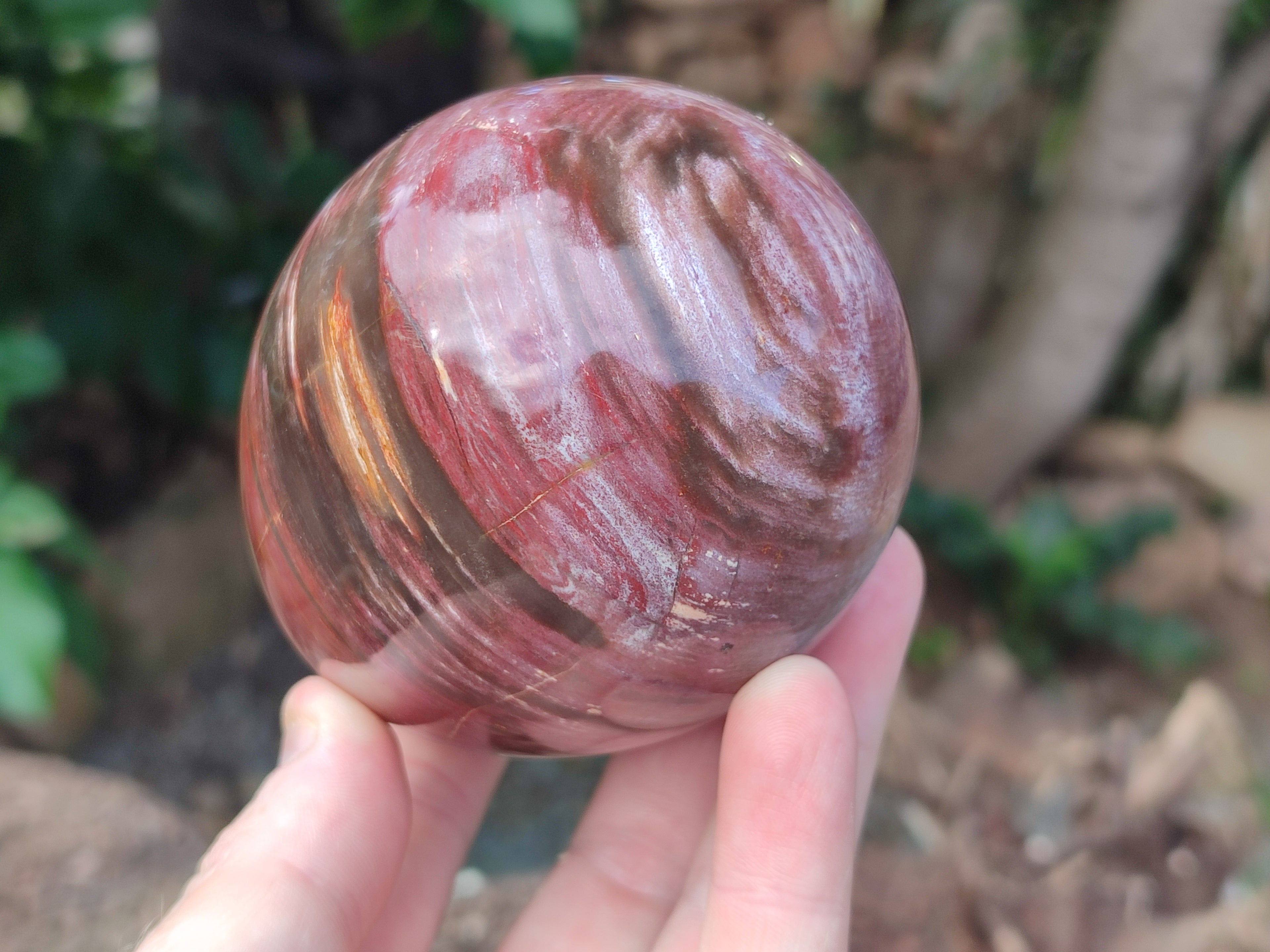 Polished Podocarpus Petrified Wood Eggs x 2 From Mahajanga, Madagascar - Toprock Gemstones and Minerals 
