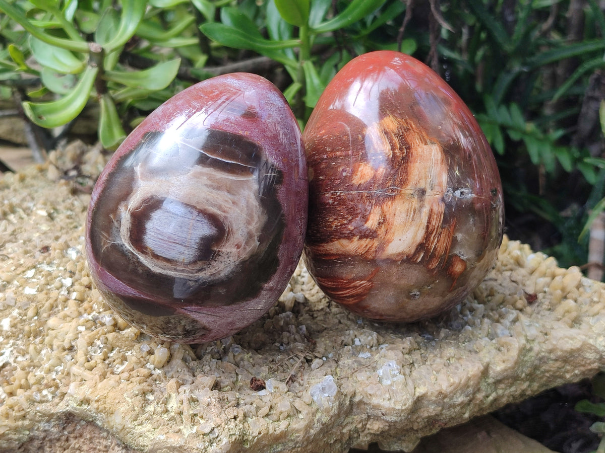 Polished Podocarpus Petrified Wood Eggs x 2 From Mahajanga, Madagascar - Toprock Gemstones and Minerals 