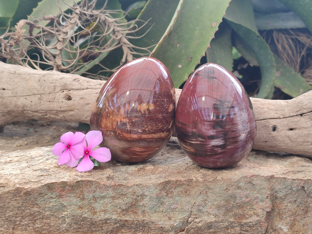 Polished Podocarpus Petrified Wood Eggs x 2 From Mahajanga, Madagascar - Toprock Gemstones and Minerals 