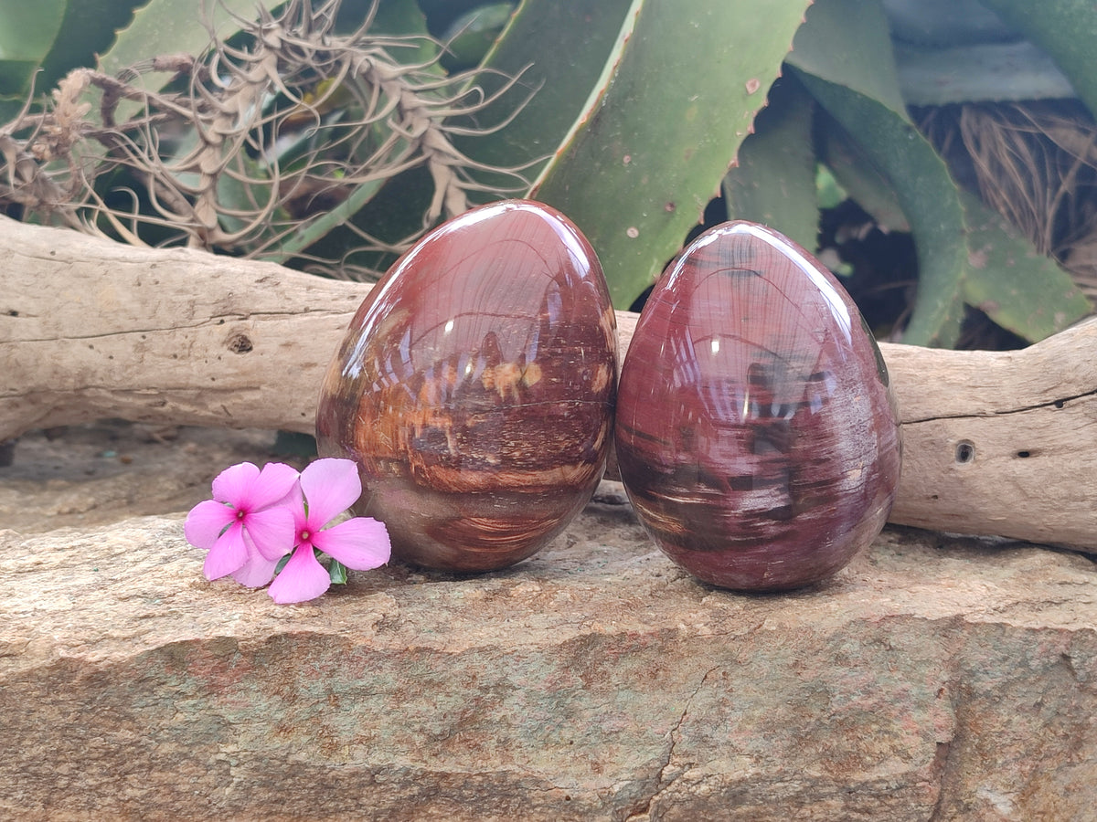 Polished Podocarpus Petrified Wood Eggs x 2 From Mahajanga, Madagascar - Toprock Gemstones and Minerals 