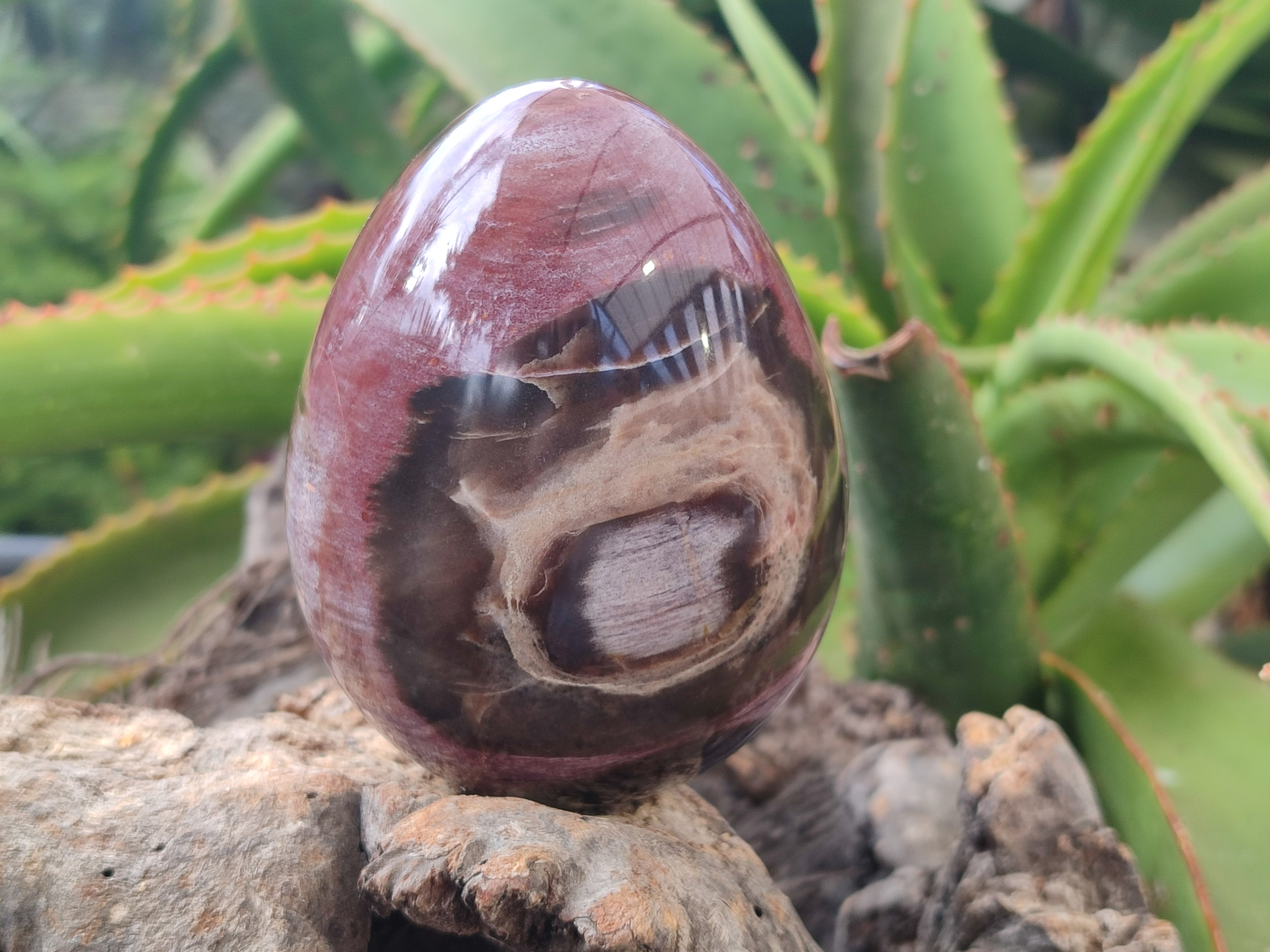 Polished Podocarpus Petrified Wood Eggs x 2 From Mahajanga, Madagascar - Toprock Gemstones and Minerals 