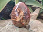 Polished Podocarpus Petrified Wood Eggs x 2 From Mahajanga, Madagascar - Toprock Gemstones and Minerals 