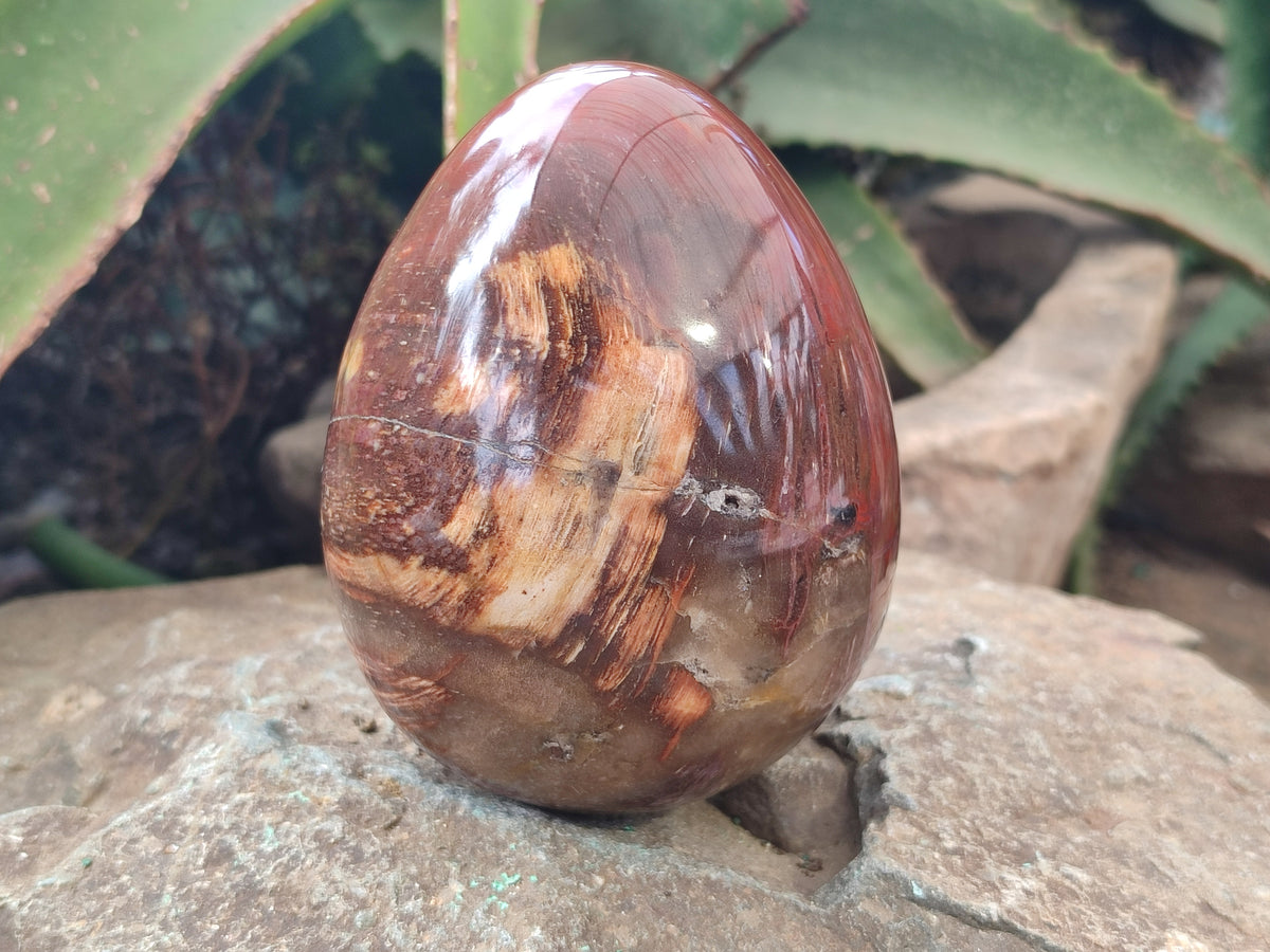 Polished Podocarpus Petrified Wood Eggs x 2 From Mahajanga, Madagascar - Toprock Gemstones and Minerals 