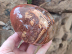 Polished Podocarpus Petrified Wood Eggs x 2 From Mahajanga, Madagascar - Toprock Gemstones and Minerals 