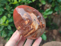 Polished Podocarpus Petrified Wood Eggs x 2 From Mahajanga, Madagascar - Toprock Gemstones and Minerals 