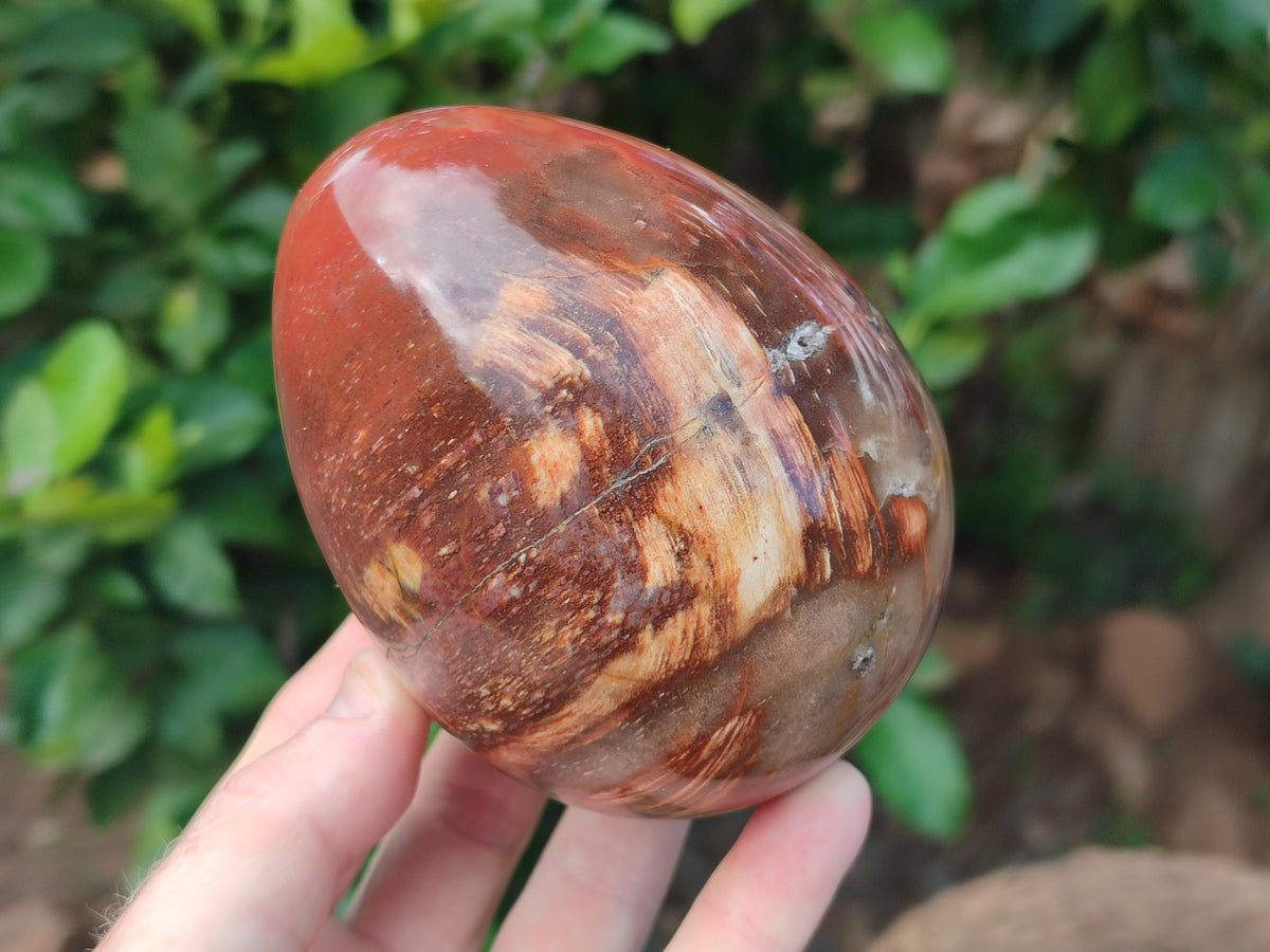 Polished Podocarpus Petrified Wood Eggs x 2 From Mahajanga, Madagascar - Toprock Gemstones and Minerals 